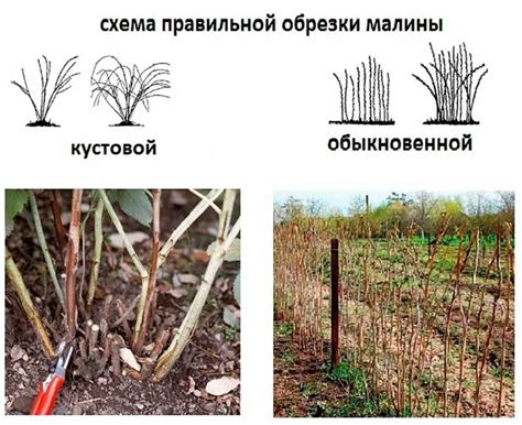 Основные принципы обрезки ремонтантной малины