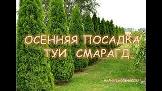 Основные принципы обрезки туи