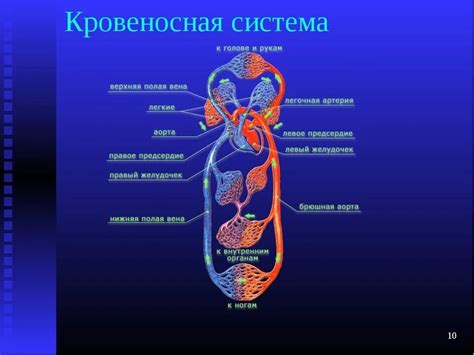 Основные принципы работы кровеносной системы