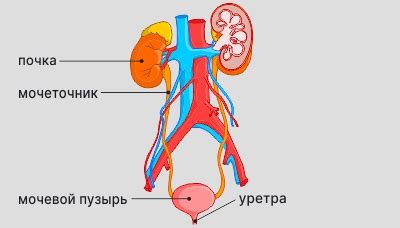 Основные причины красной мочи при приеме ксарелто