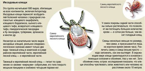 Основные причины неожиданных укусов осами без предупреждения