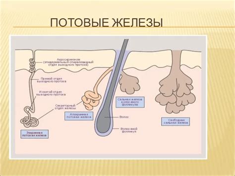 Основные причины обильного потоотделения на голове