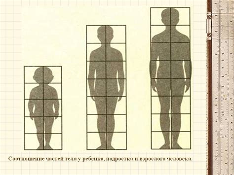 Основные пропорции человеческого тела