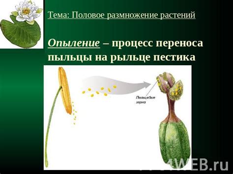 Основные способы переноса пыльцы