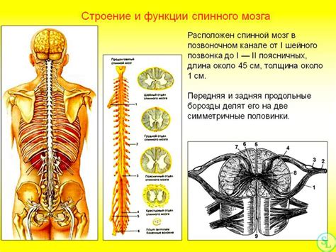 Основные структуры и функции