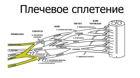 Основные техники сплетения паутины