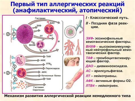 Основные типы аллергических реакций