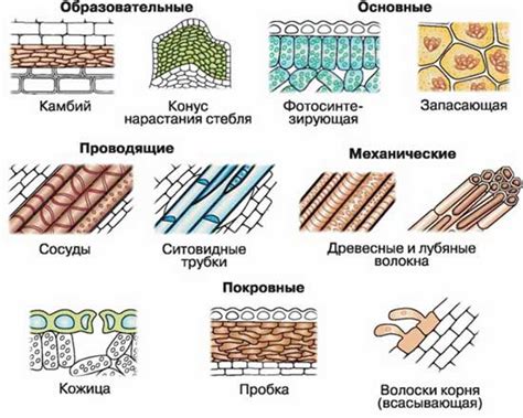 Основные ткани и материалы