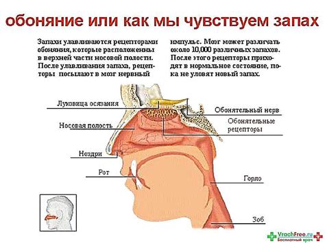 Основные факторы, приводящие к потере вкуса и запаха при простуде