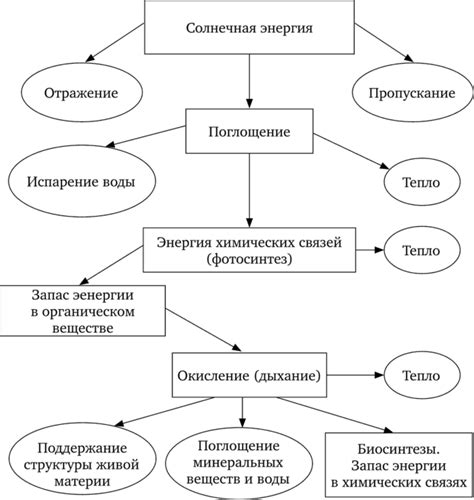 Основные физиологические процессы