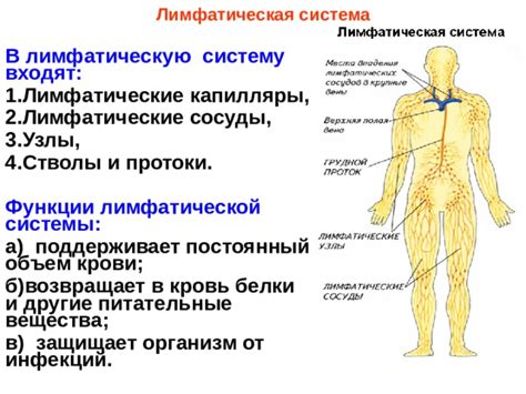 Основные функции лимфатической системы