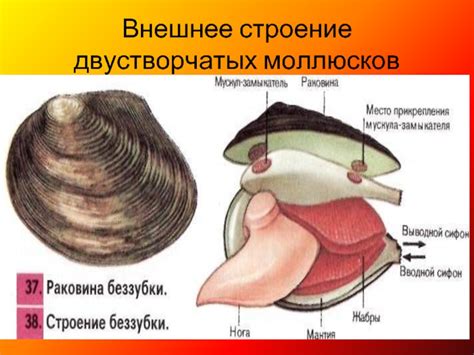 Основные функции мантийной полости у моллюсков