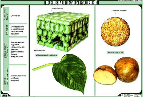 Основные функции основной ткани растений