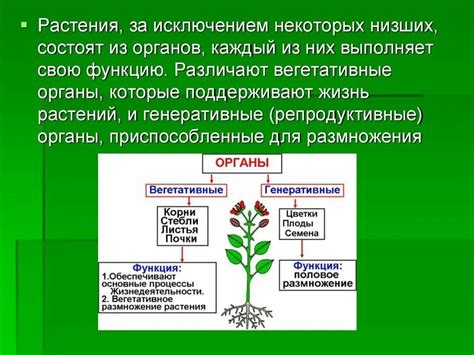 Основные функции открытых биосистем