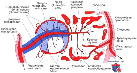 Основные функции селезенки