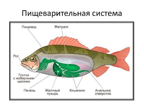 Основные функции цифровых рыб