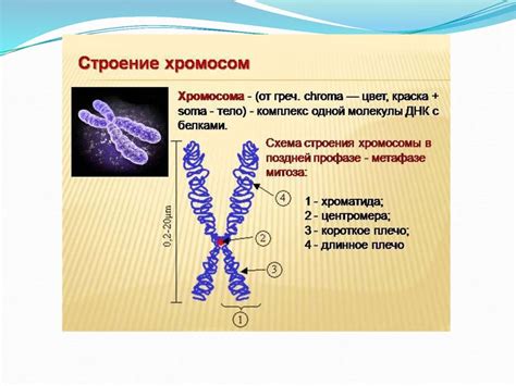 Основные характеристики двуххроматидной хромосомы