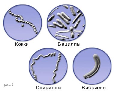 Основные характеристики и отличительные особенности вирусов и бактерий