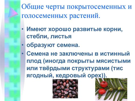 Основные характеристики покрытосеменных