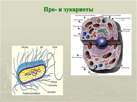 Основные характеристики эукариотов