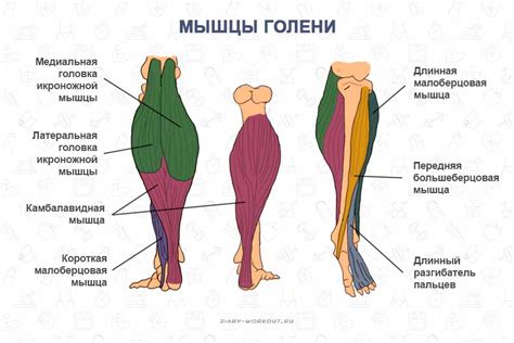 Основные черты голени и бедра