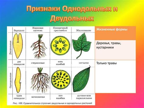 Основные черты и характеристики растения