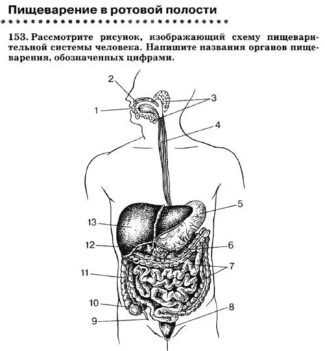 Основные шаги для рисования пищеварительной системы человека