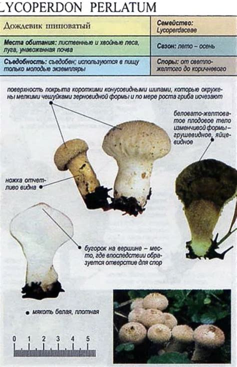 Основные шаги изготовления дождевика гриб