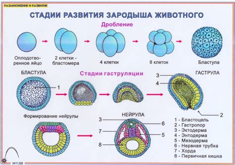 Основные шаги процесса оплодотворения рыб