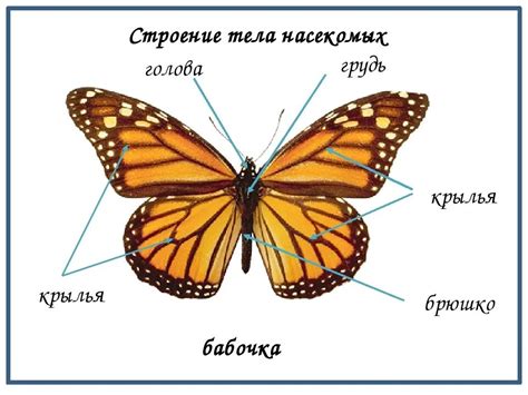 Основные элементы бабочки