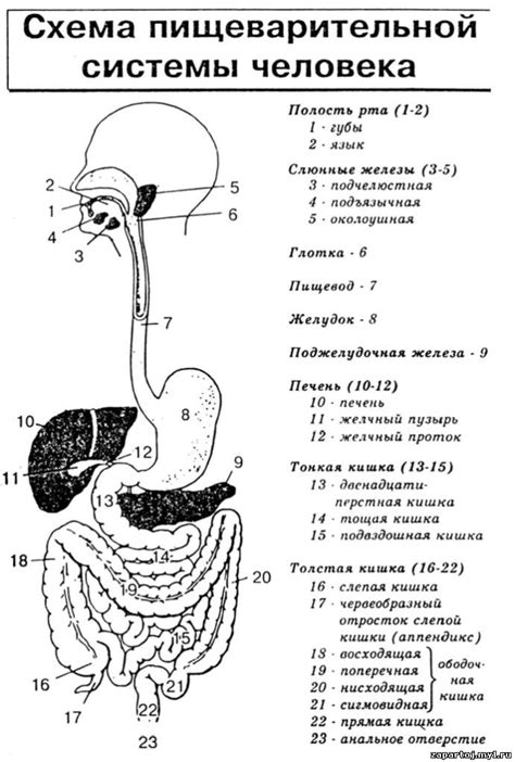 Основные элементы пищеварительной системы
