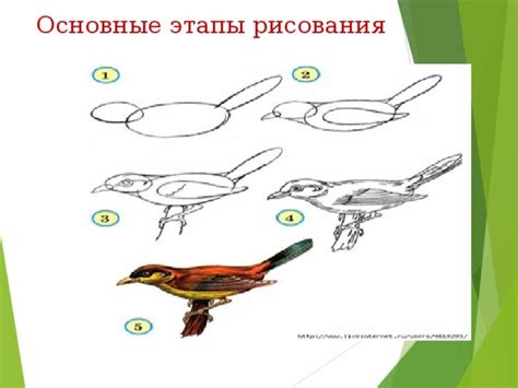 Основные этапы рисования продуктов