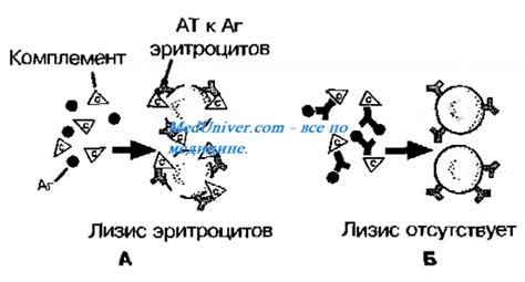 Основные этапы связывания йолу