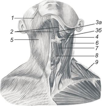 Основы анатомии мужской шеи