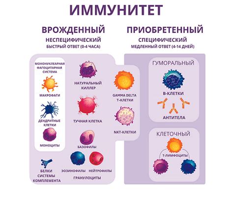 Основы и принципы иммунитета: как работает защитная система организма