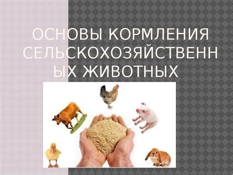 Основы кормления животных и важность разнообразия пищи