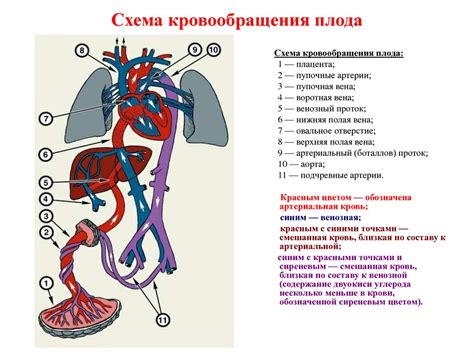 Основы организации кровообращения