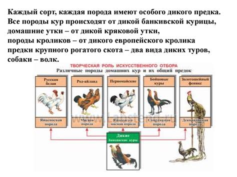 Основы пропорций и форм животных