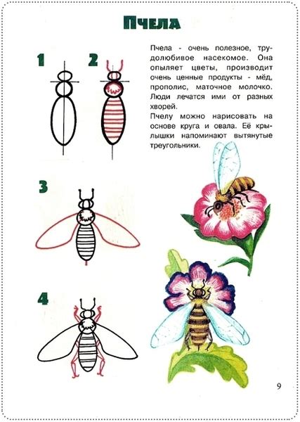 Основы рисования насекомых