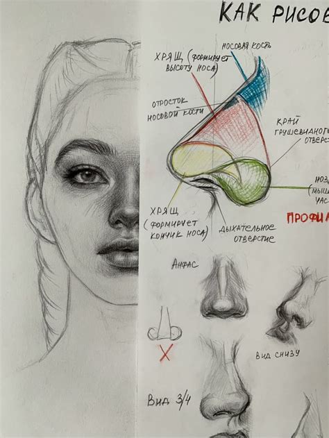 Основы рисования носа карандашом
