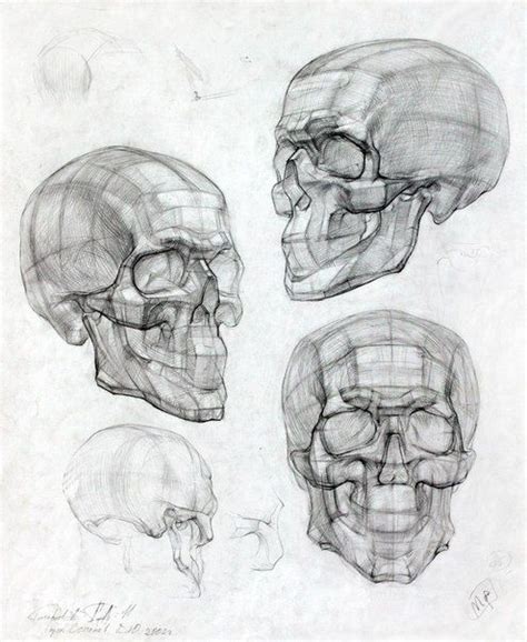 Основы рисования черепа человека