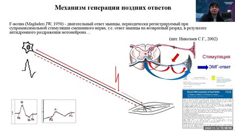 Основы электронейромиографии полового нерва