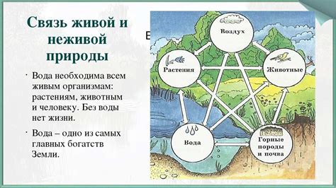 Особая связь с природой и ее значимость