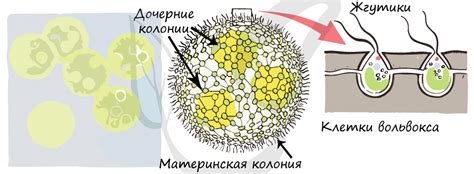 Особенности Вольвокс - одноклеточного животного