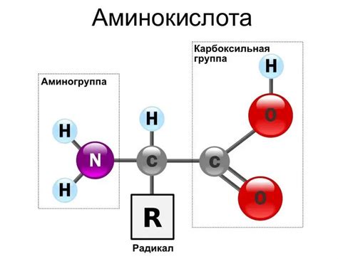 Особенности аминокислоты