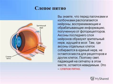 Особенности анатомии глаза и образование слепого пятна