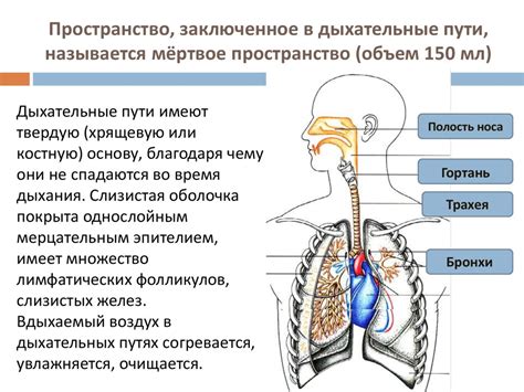 Особенности анатомии дыхательной системы