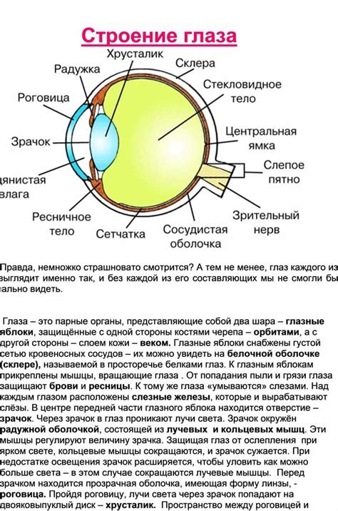 Особенности анатомии и строения глаз