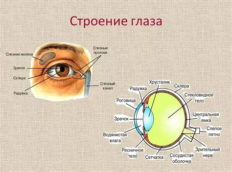 Особенности анатомии и строения глаз кабанов