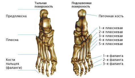 Особенности анатомии стопы